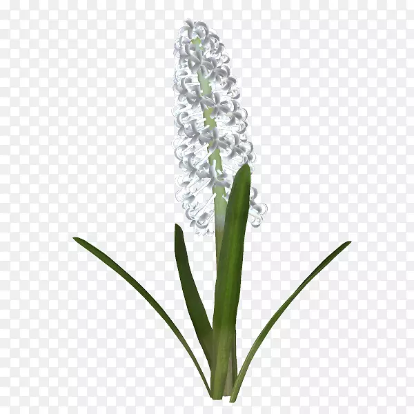 ����ֲ�ﾥ-dt-������