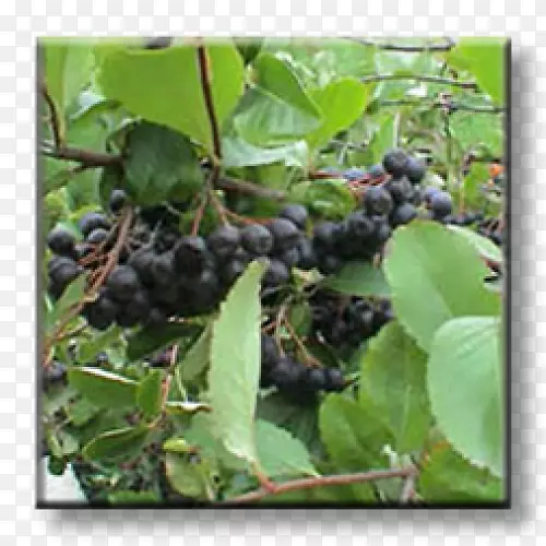 �ڹ����㻨��ľ���Ѵ�������-������