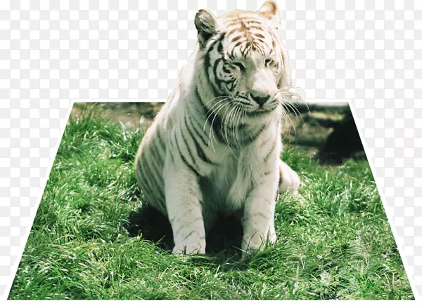 �ϻ���è½������Ұ������-����԰����-������