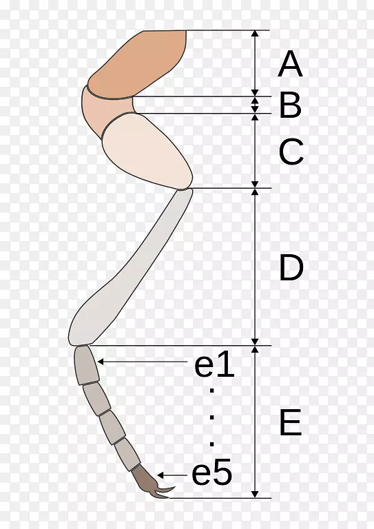 ������ָ-������