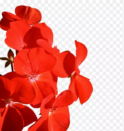 �����л�����ֲ��-������