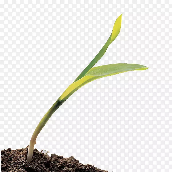 �̱�����Ʒֲ�ﾥ-������