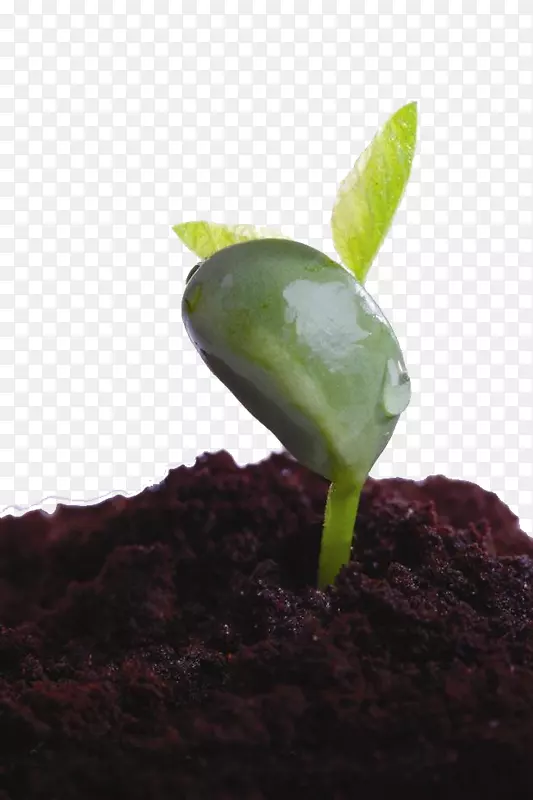 Ҷ������ֲ��-������