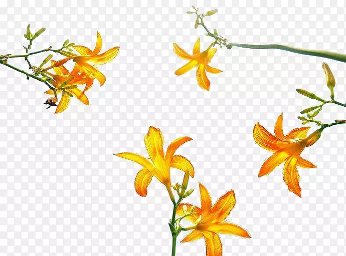 ��-���Ĳ�Ƥ��ͨ-������