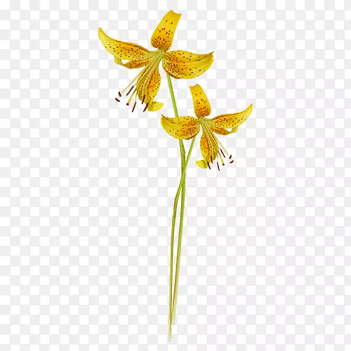 ����ֲ�ﾥ-��ƴ��-������