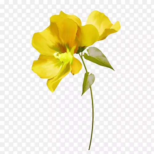 �л�-�¼�ֲ�ﾥ����-��ƴ��-������