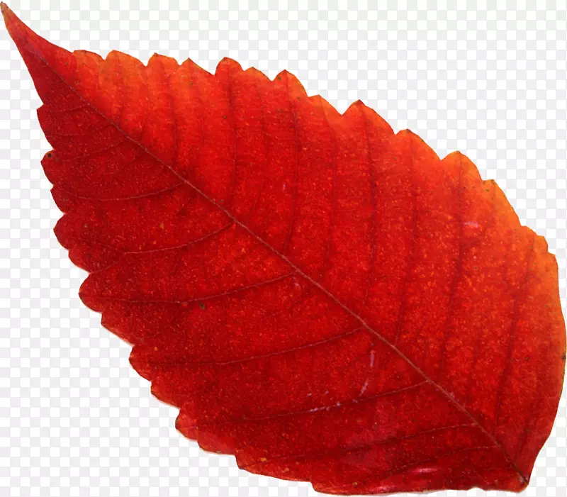 Adobe Imageready����-����-������