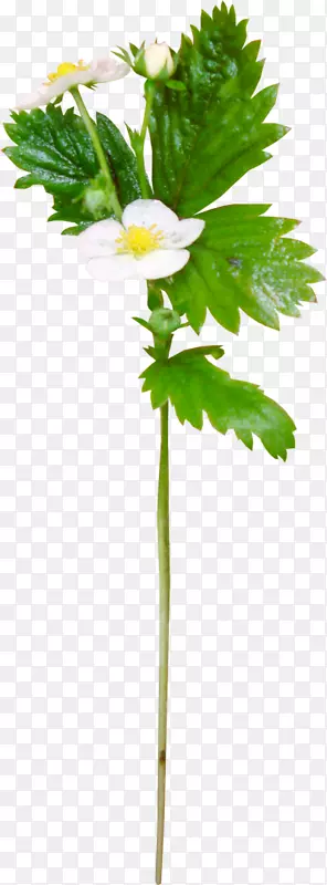 ��ݮ����ѹ������ѹ��.��ݮ-������