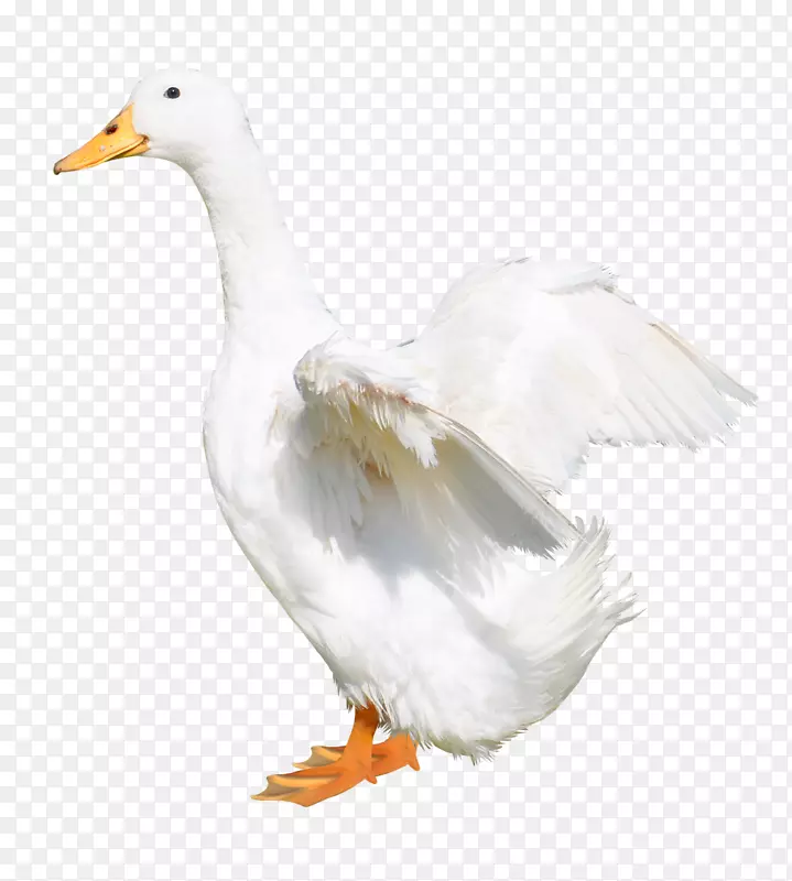 Ѽ����-������