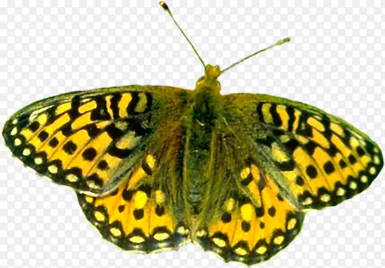 ������Ӱ-������