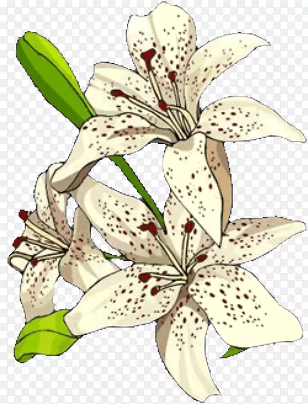 �������ֲ�ﾥ�ٺ�-������