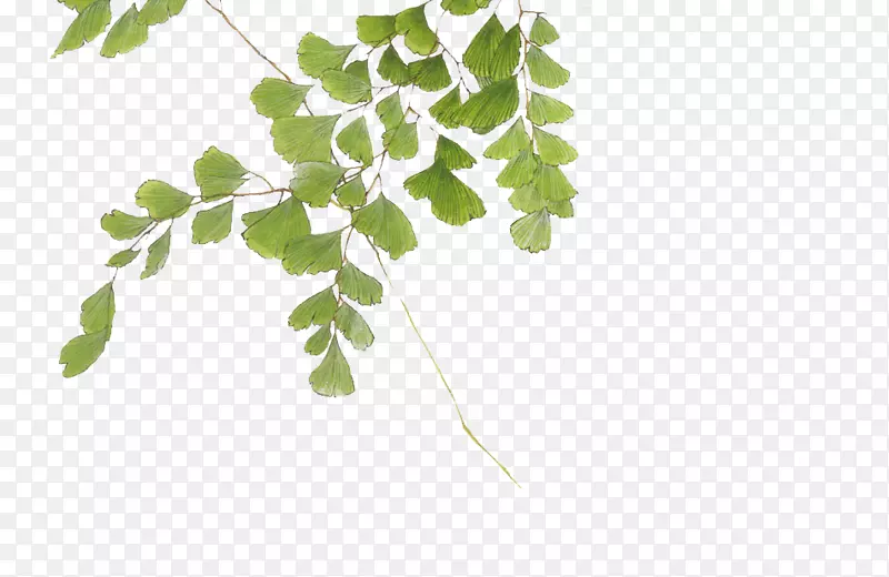 ˮ�ʻ���ͼ-Ҷ��-������