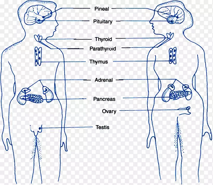 �ڷ�����ָ�����ڷ���ϵͳ-ѪҺ-������