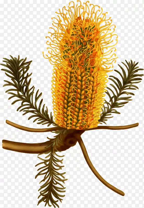 �Ĵ����ǰ�Ҷ��ֲ��ѧͼ��-�Ĵ�����-������