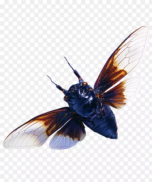 ��������-���Ƥ����-������