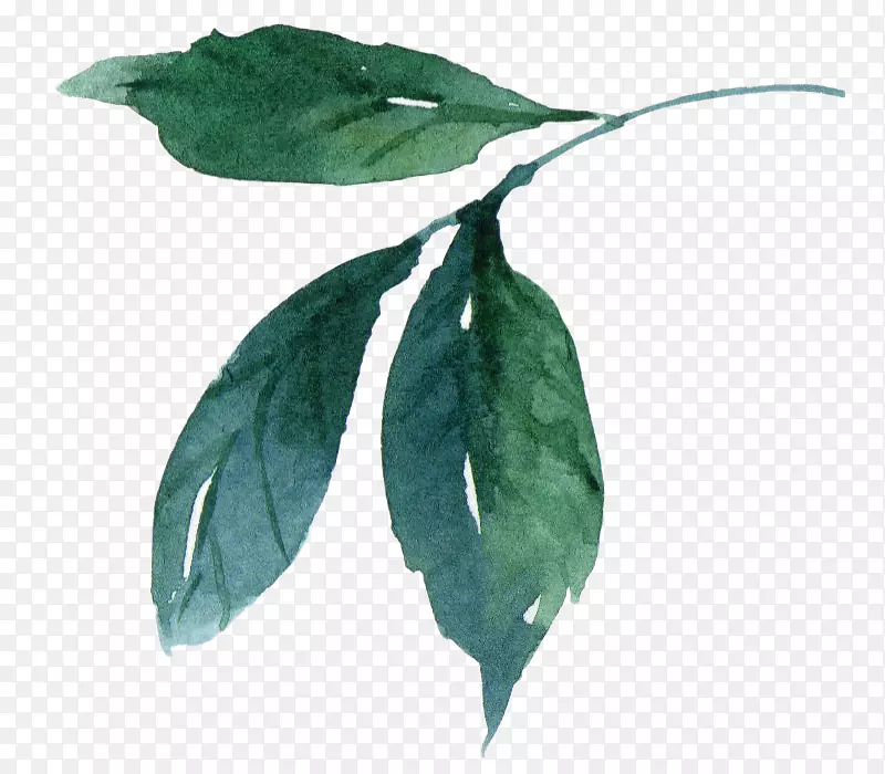 ˮ�ʻ�Ҷ-ˮ�ʻ�Ҷ-������