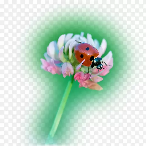 ŷ��������ϣ�������氮����-˫���-������