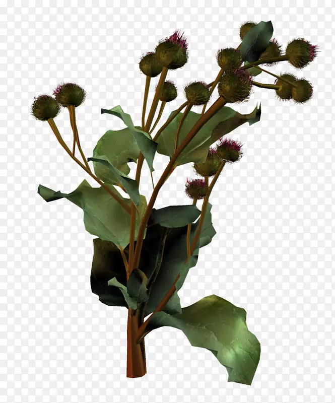 ����ֲ�ﾥҶ����ֲ��-��-������