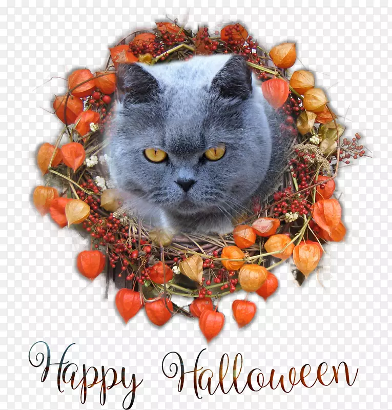 ����Сèʥ��װ��Ʒ����-Сè-������