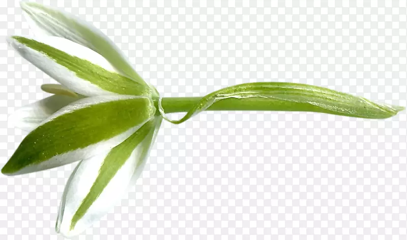 Ҷֲ�ﾥѿ��-Ҷ-������