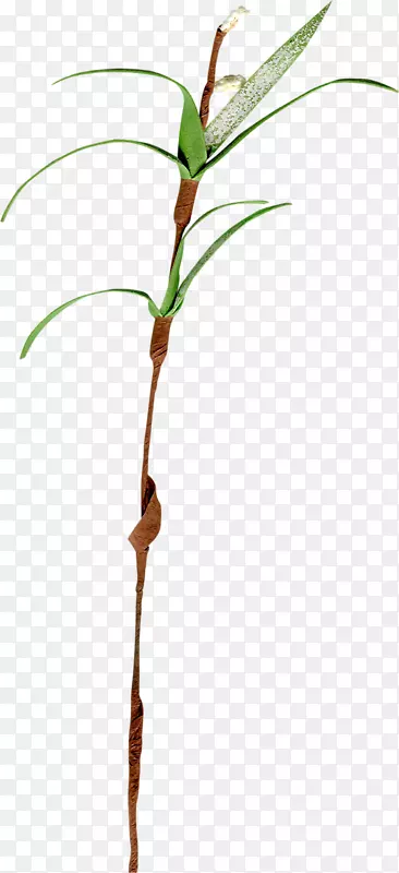 Сֲ֦�ﾥҶ�ݿ�-Ҷ-������