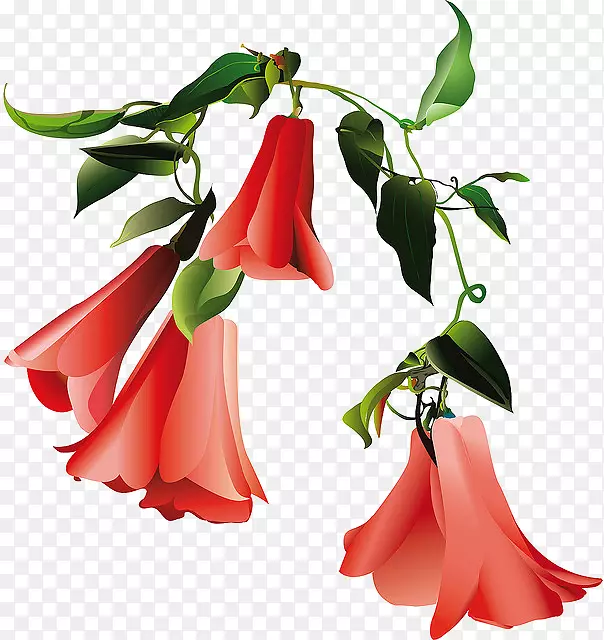 ����Lapageria��������л�ֲ��-������