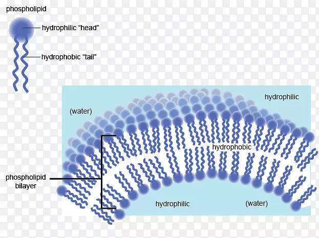 ��ˮ����ˮϸ��Ĥ��֬����Ĥ-ˮ-������