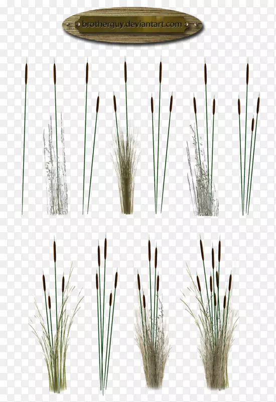 �¸�������DeviantArt-Reeds-������