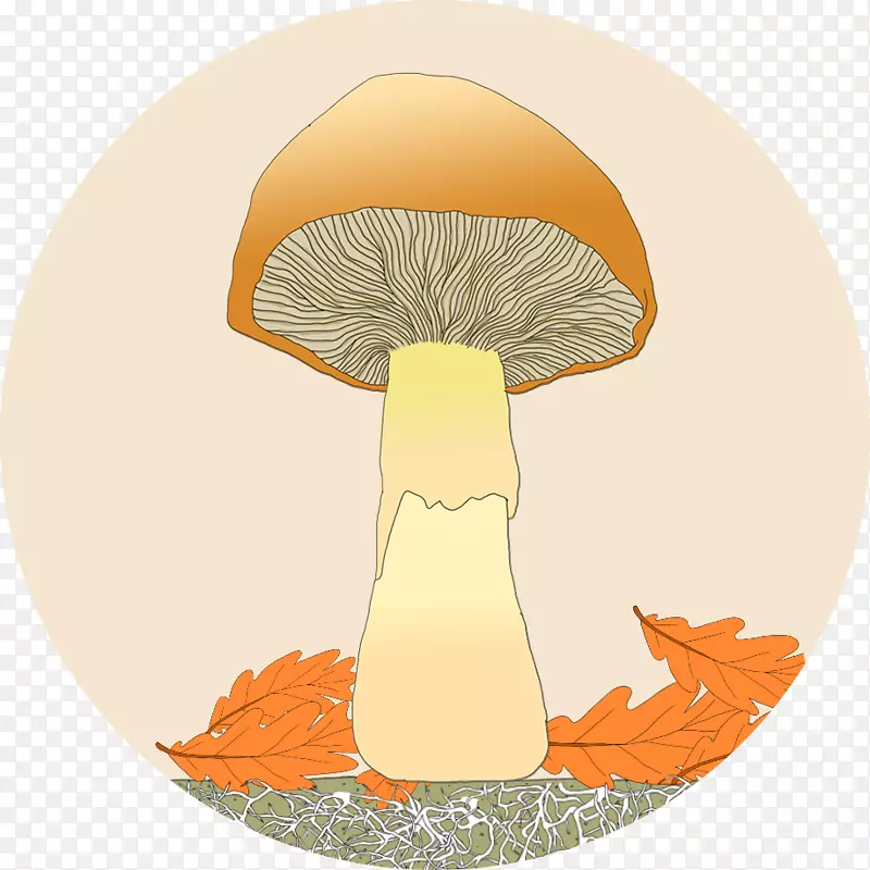 ��ͨ-������