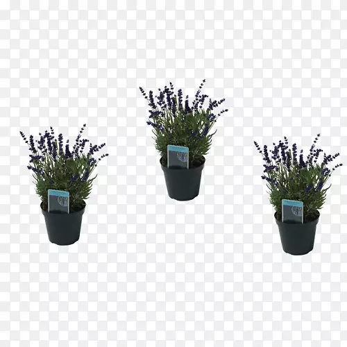 Ӣ��޹�²����ϻ������컨-������