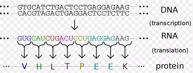 �������Ŵ�����dna����-dna�Ŵ�-������