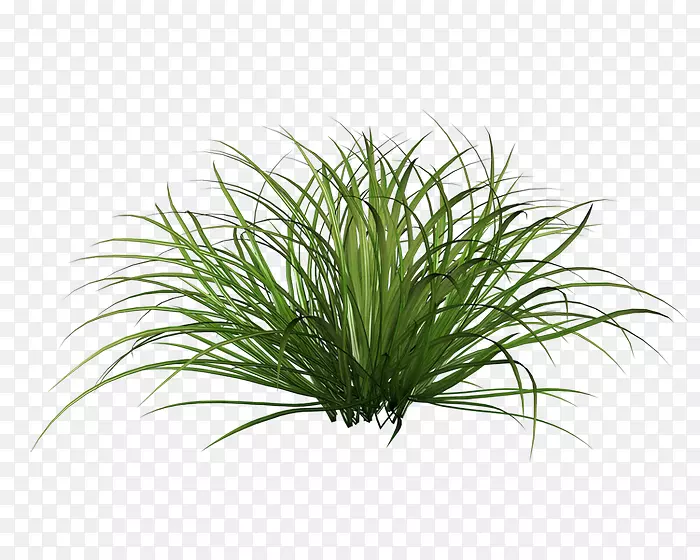 ���Ͳݹ�ľ��ƺ��������-������