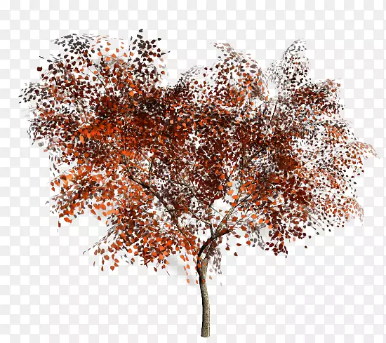 ��֦��ľ��ֲ��-������