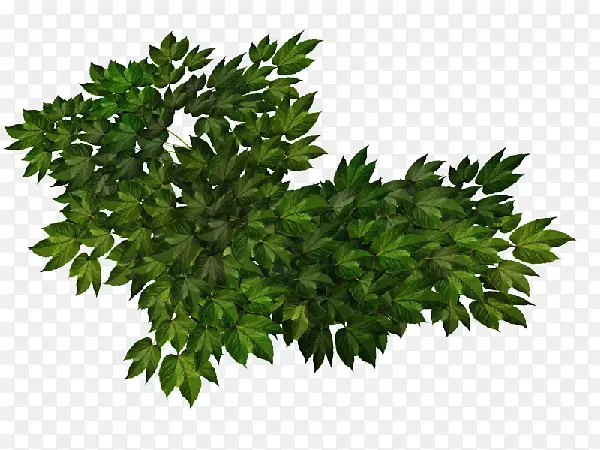 Adobeϵͳ��ľŷ��-������