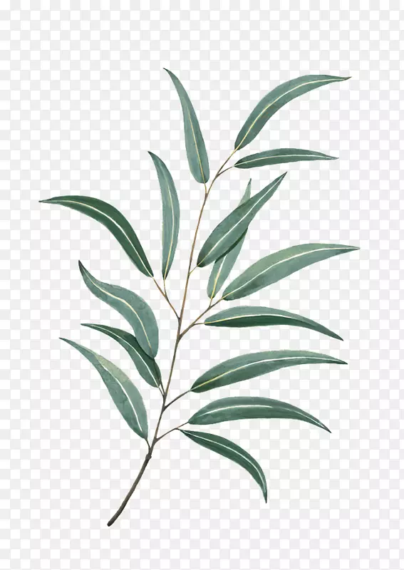 ˮ�ʻ�����ˮ�ʻ�Ҷ-������