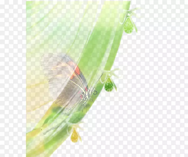 �������ֲ�ﾥ����-������