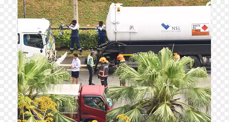 ������ľ��ֲ����-��ľ-������