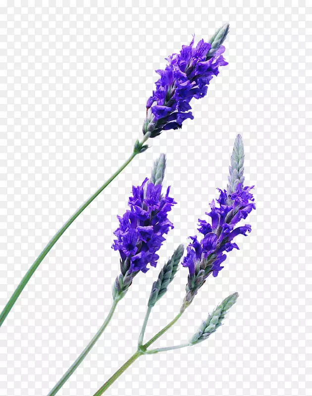 Ӣ��޹�²ݾ���-������