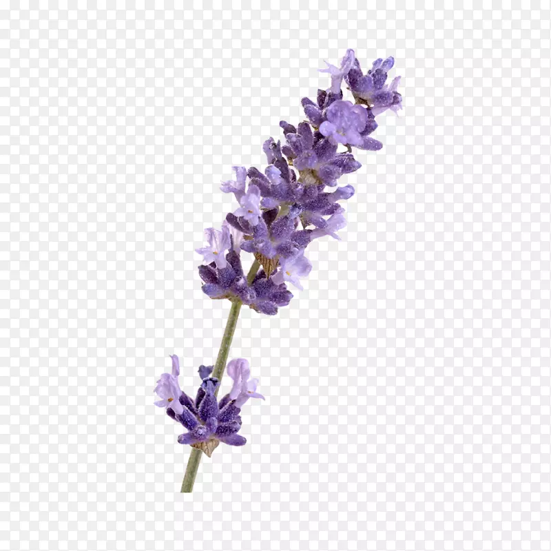 Ӣ��޹�²ݷ���޹�²ݻ�-������