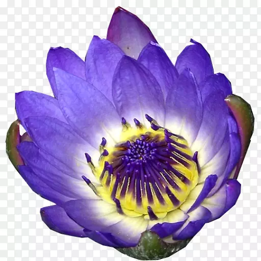 ����С��Ϸ-���ֵ������ͥ��Ȥ����������-��ɫ˯��-������