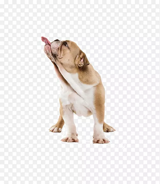 �Ĵ�����ţȮpekapoo������С����Ȯ-������