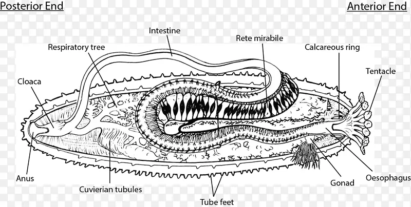 ������Ϊʳ��������괯����Ƥ����-������