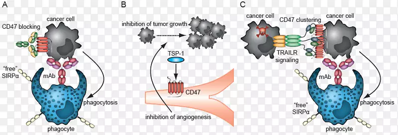 atezolizumab epacadostat����CD47 PD-L1-��-������