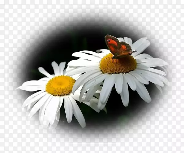 �۷䣬����-������