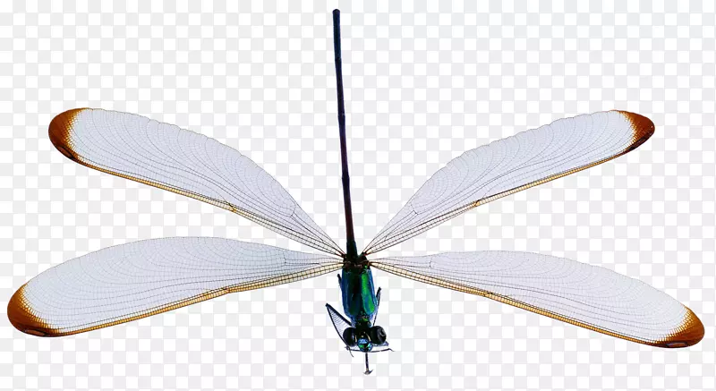 �������ж������ѽ�֫�����ɫ����-������