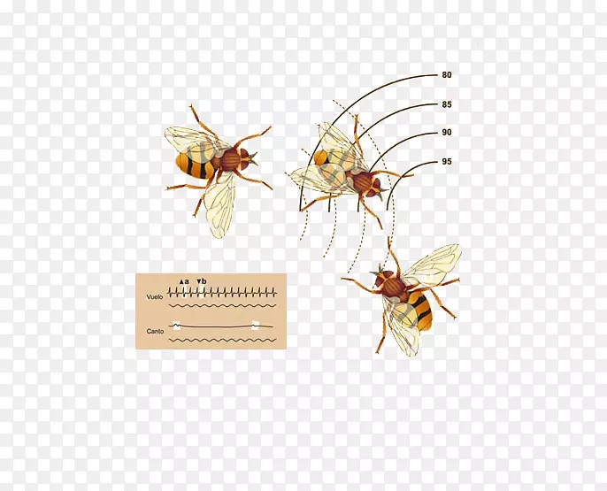 ���洫��������Ĥ-����ҽҩ���-������