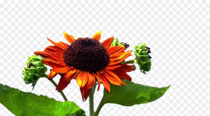 ��ͨ���տ�-������