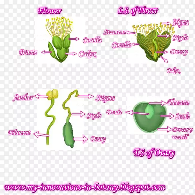 ����ֲ��ϵֲ�ﾥ������-ֲ��-������