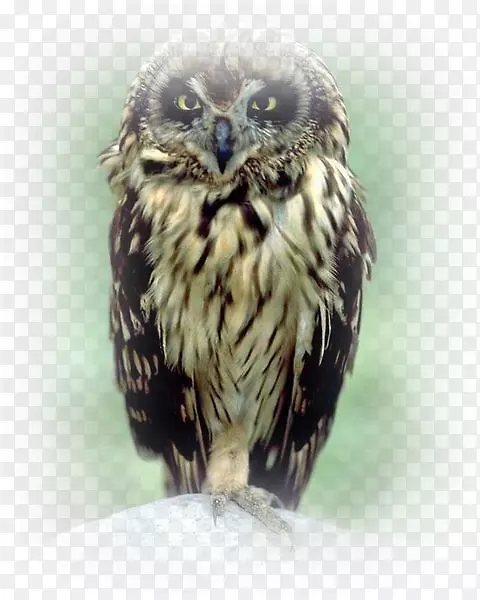 Сèͷӥ��Ӱ����-������