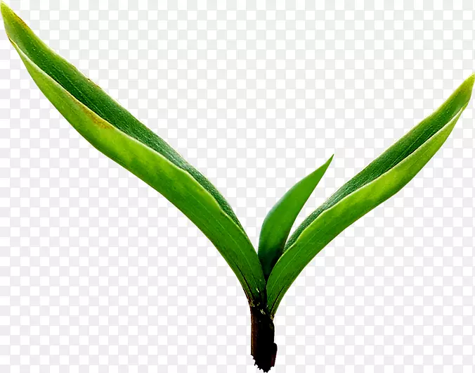 ������������Ҷ-������